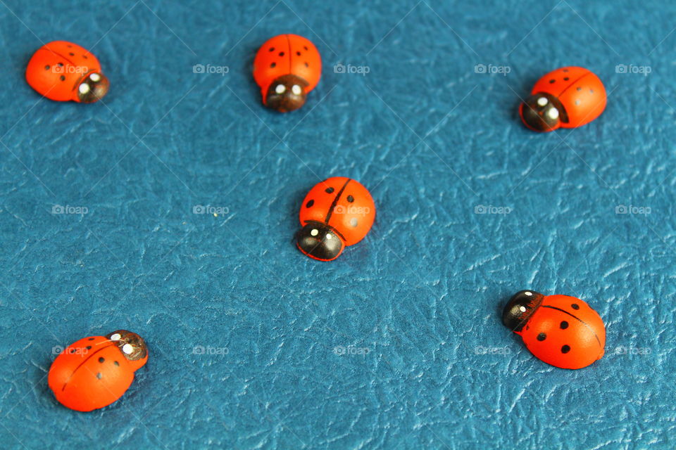 ladybug