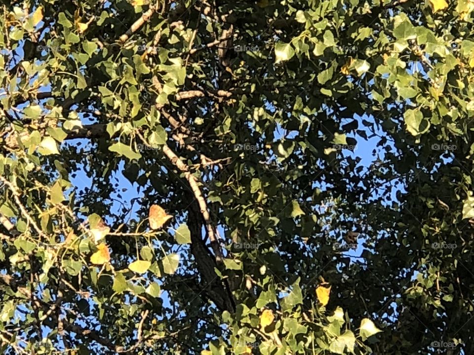 Lovely leafage on a morning tree