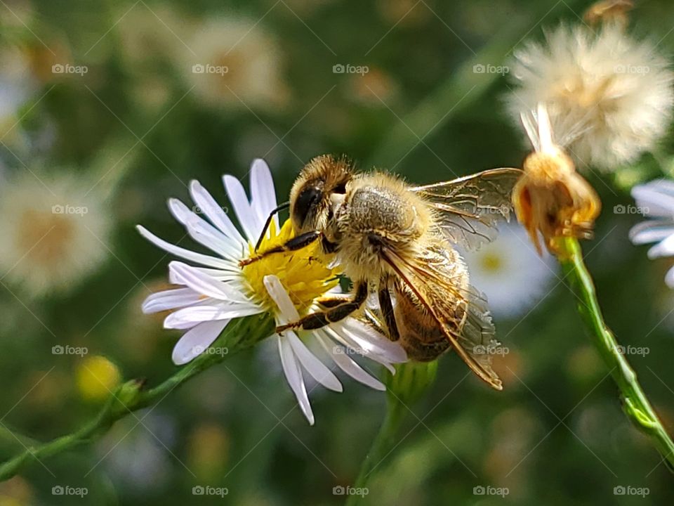 Close up of bee pollinating a wild flower