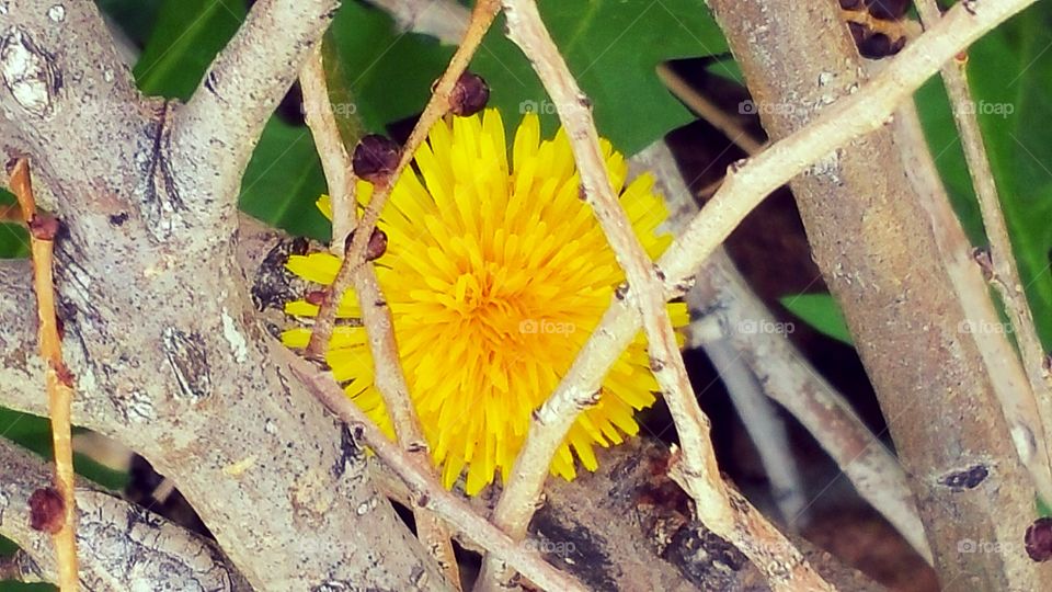 Wild Flower in Spring