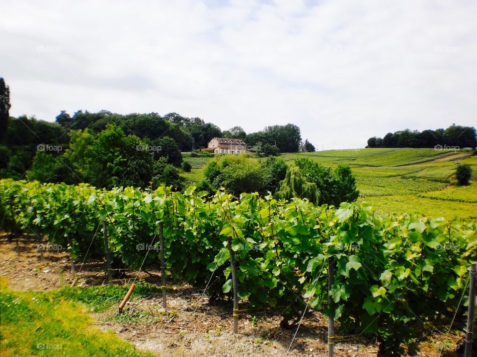 Beautiful French vineyard 
