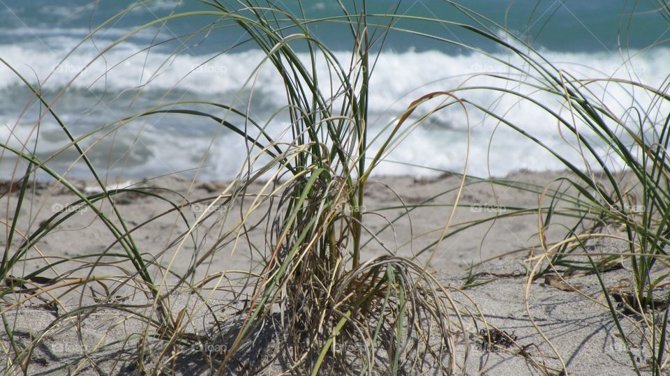 Grass blowing with the wind on the Beach 