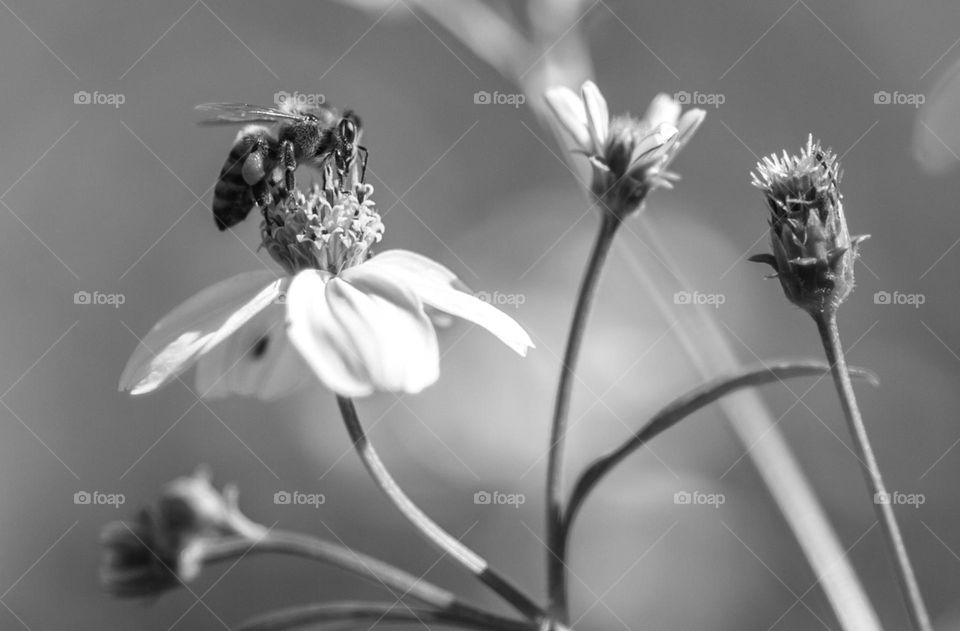 Honey Bee Pollinating Flowers