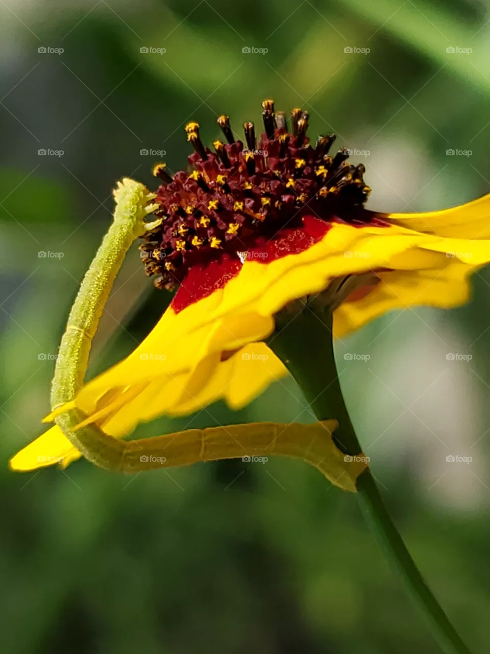 Macro of a green caterpillar feeding on a yellow wild flower's nectar