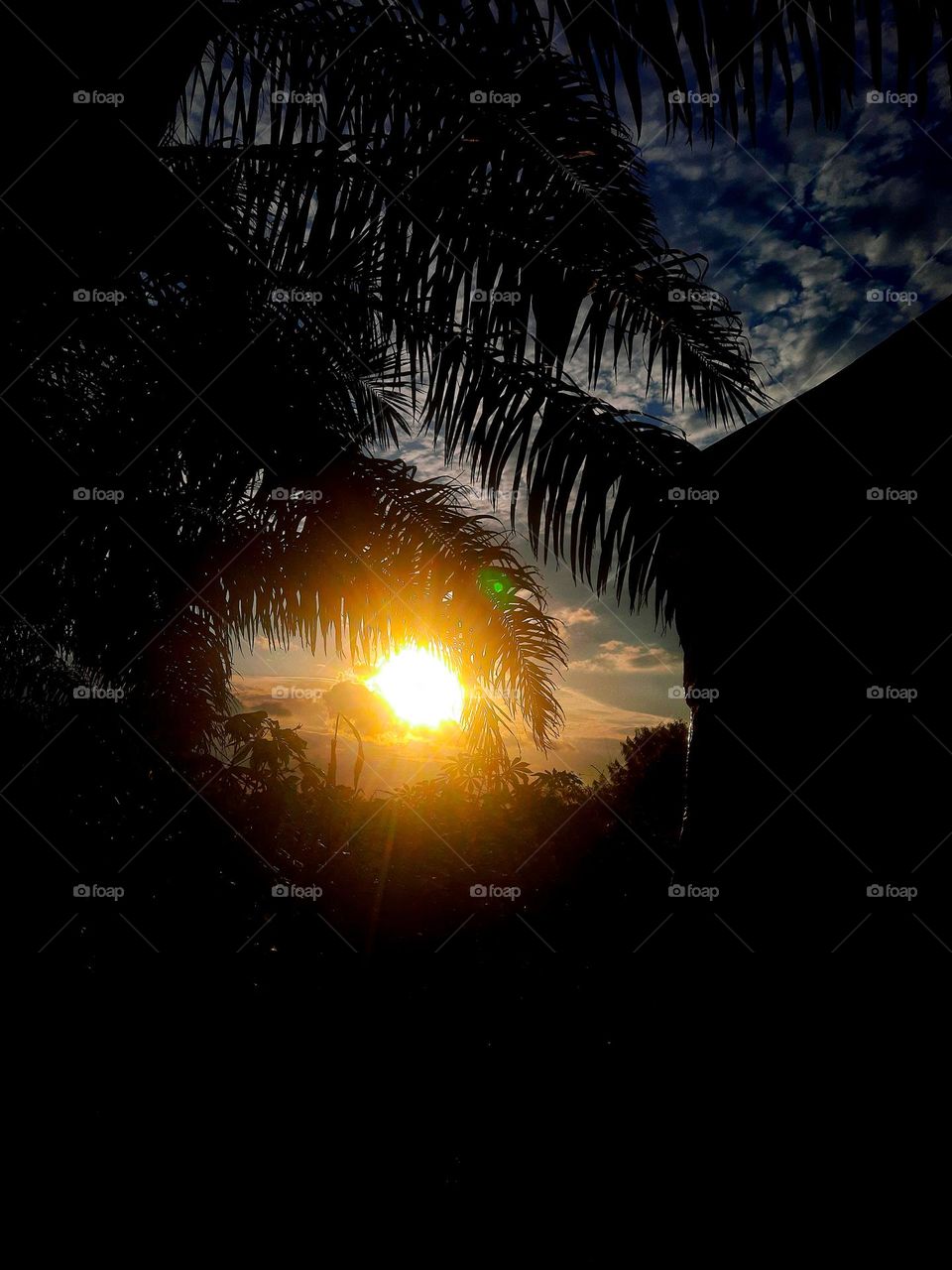 sunset. evening. Sun. palm tree. dark. cloud. shapes