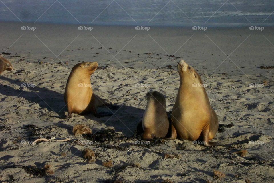 Sealions