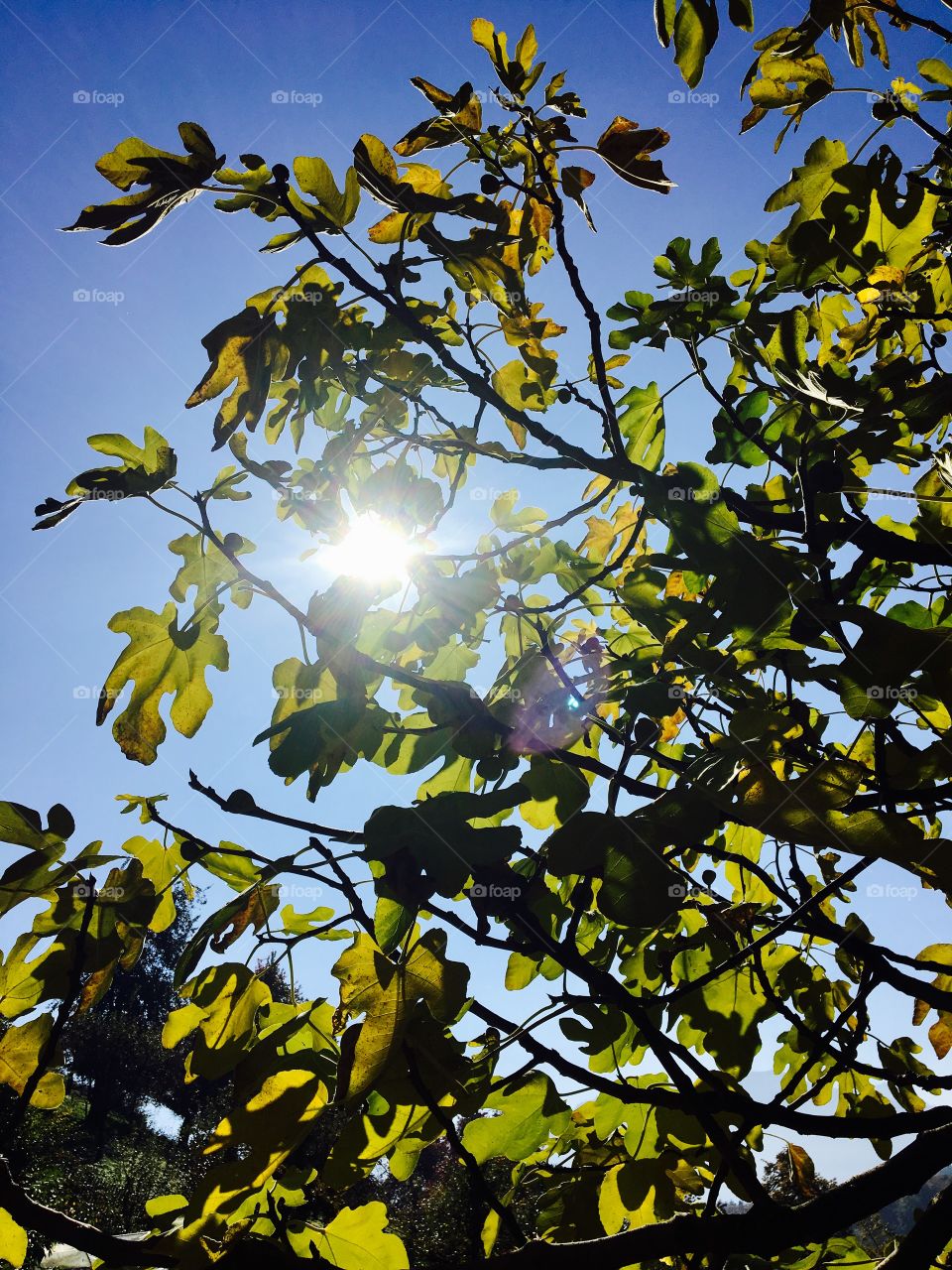 Sun through fig tree