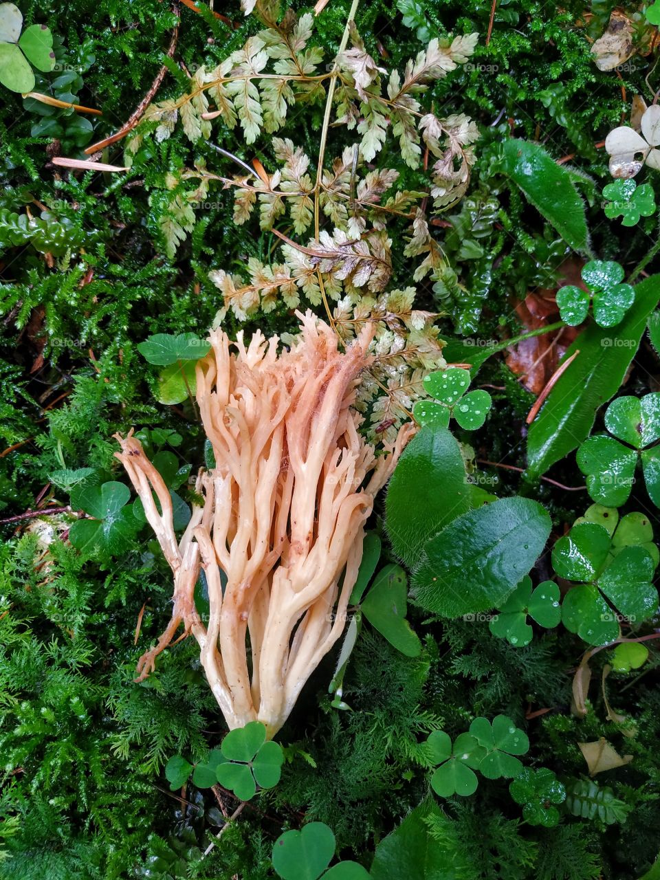 Interesting mushrooms like pasta