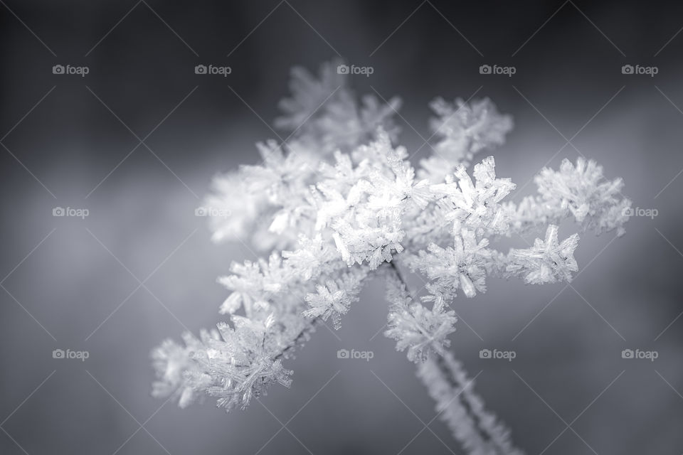 Rime frost on frozen flower, black and white 