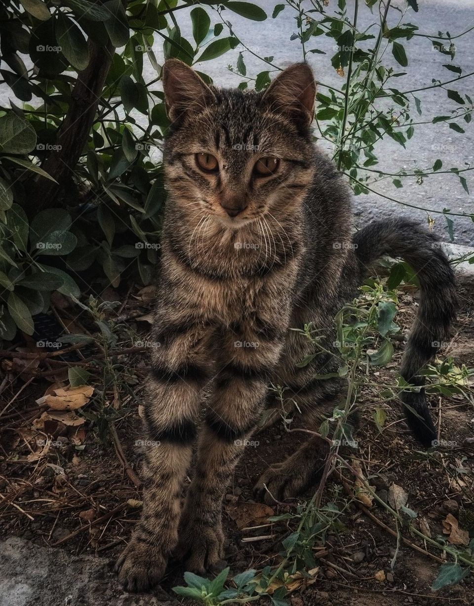 You can see letter M on the forehead of this cat. This is close up, tabby cat with beautiful stripes in the bushes.