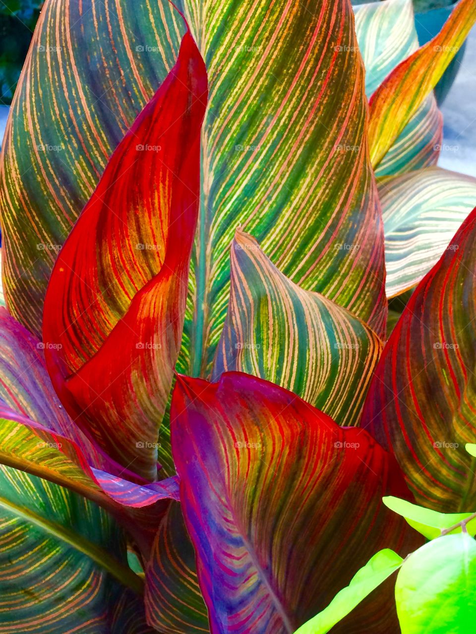 Rainbow leaves