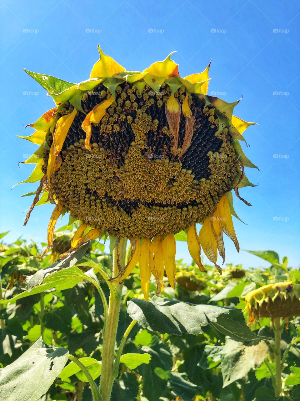 Ready to harvest Dying off sunflower farm with seeds showing a face signs of autumn 😊