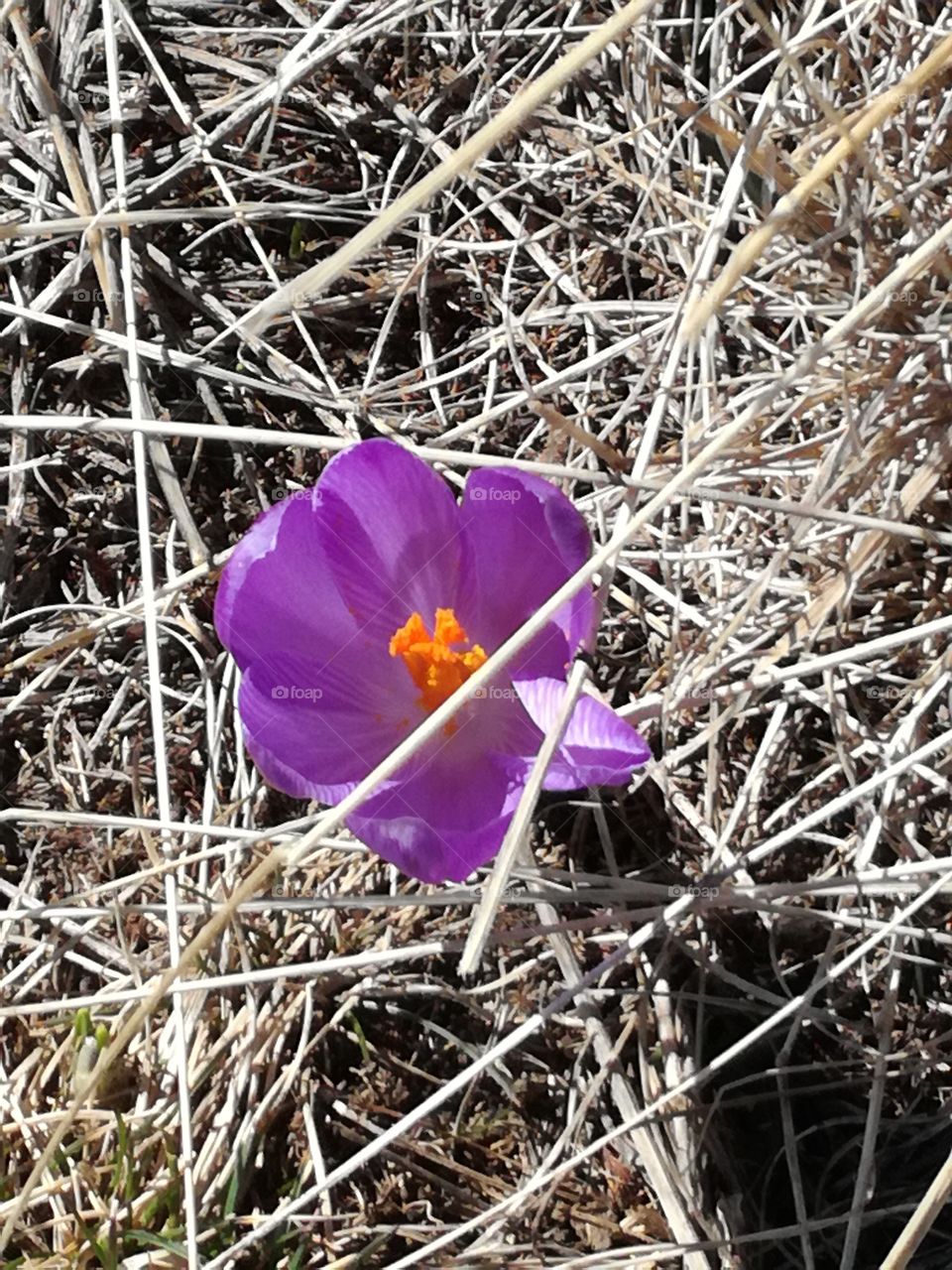 After the snow, soon crocus are growing