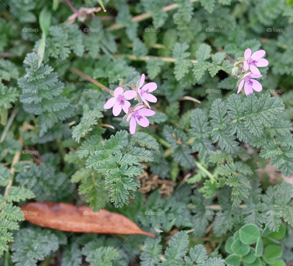 Pink flower