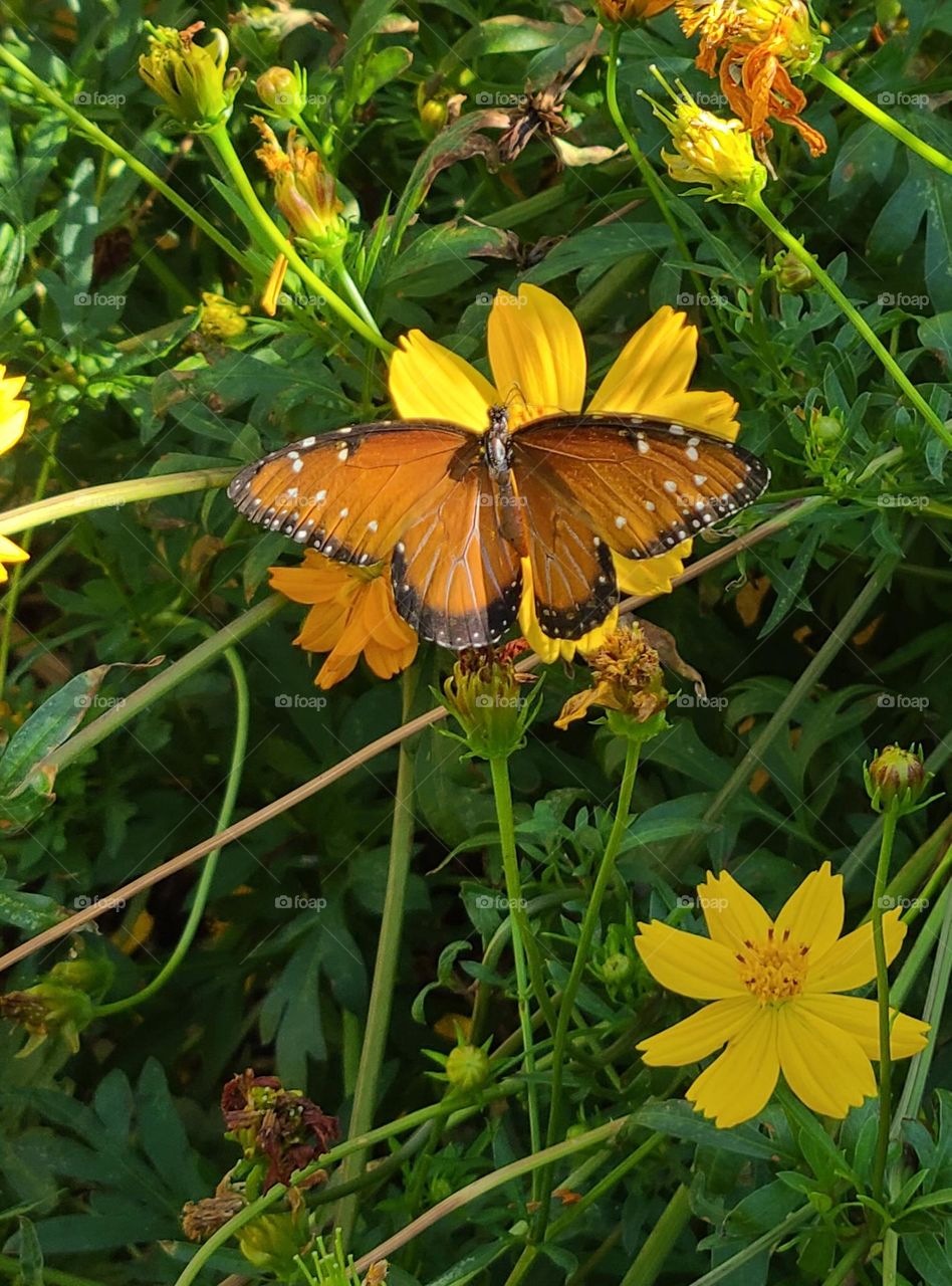 Monarch butterfly settles on an Az. desert wildflower.