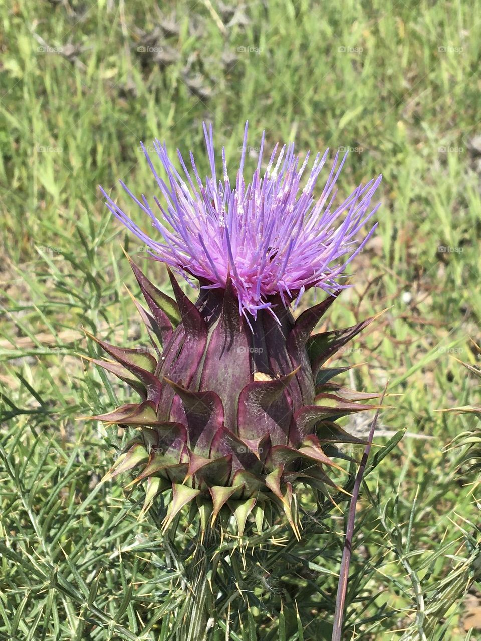 Blooming purple thistle 