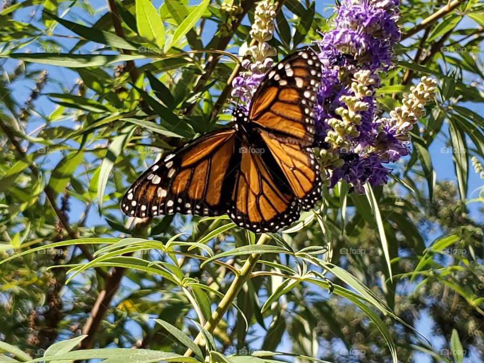 Monarch butterfly