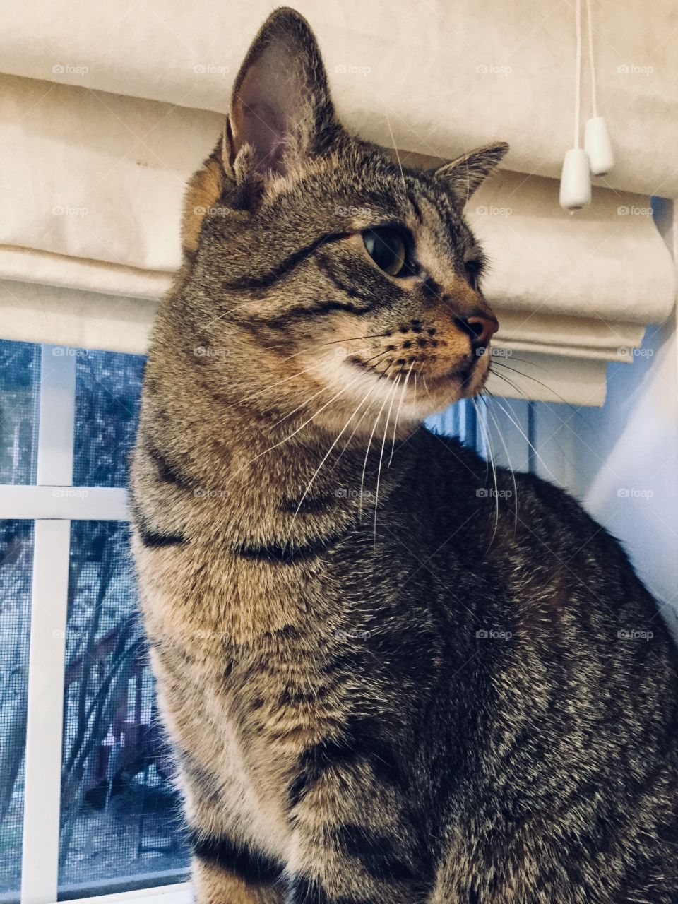 Mi beautiful and curious cat named Cindy who is sitting peacefully on the windowsill.