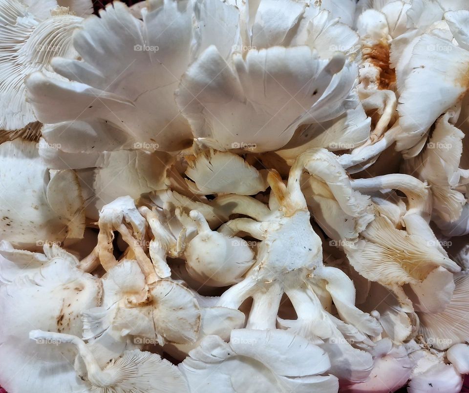 fresh oyster mushrooms in jember traditional market, Indonesia.