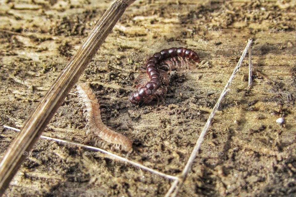 Centipedes awake. 