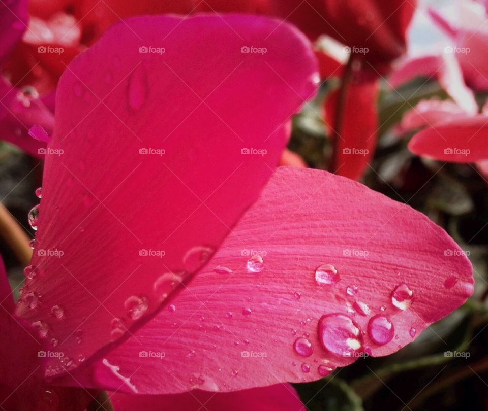 Raindrops on petals