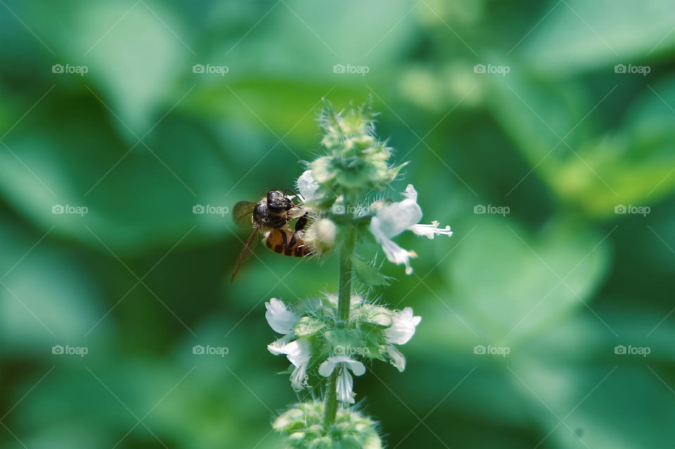 wasp sucking bug on flower