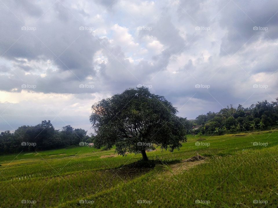 View of rice fields in the east afternoon