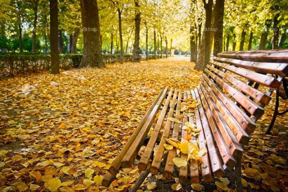 Bench in a park covered with leaves in the fall