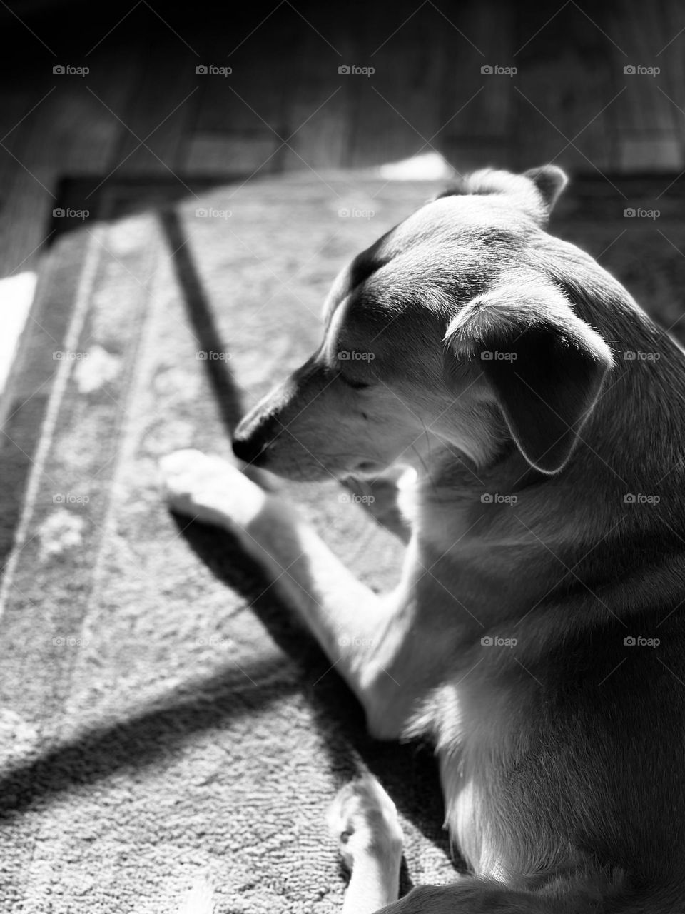 Black and white view of pet dog laying down on a rug. She is in sunlight and shadow by a home window.