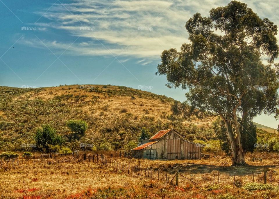 Old Barn In The Wild West. Rural California Scene
