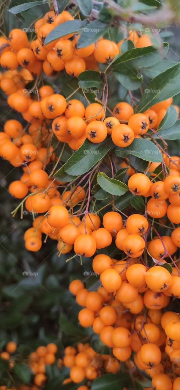 Pyracantha - an ornamental growing shrub