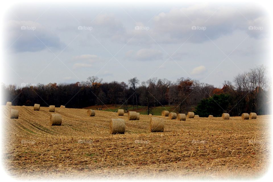 hay field 