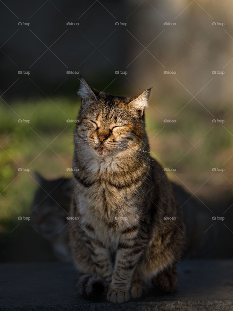 cat with closed eyes and a satisfied muzzle sits and basks under the warm rays of the sun