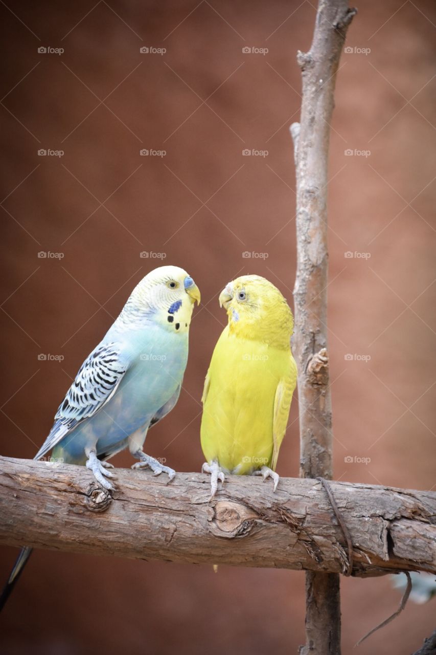 Throughout all my life I have witnessed birds of all types and colors, I believe they hold the brightest colors of all animals. Their beauty is undeniable and they are, undoubtedly, regardless their size, majestic creatures. 