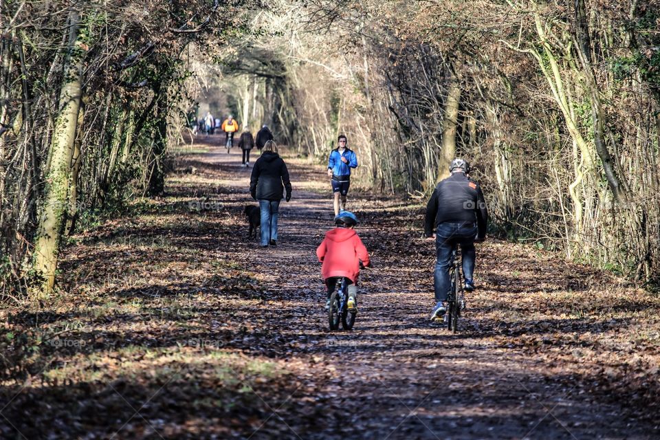 Tree, Wood, Road, People, Trail