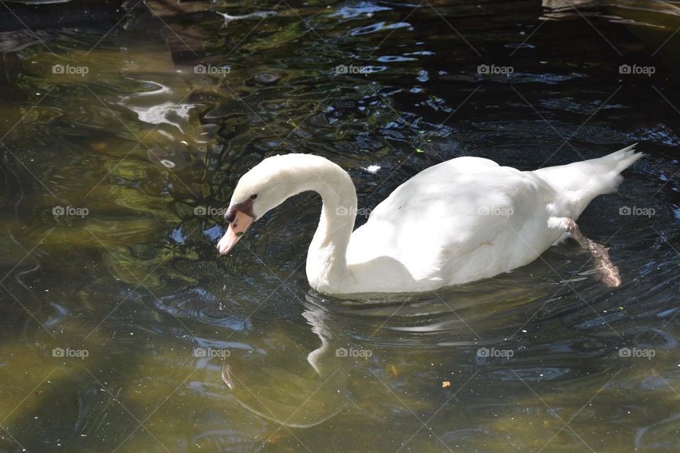 the white swan in the lake  water swimming at zoo sri Lanka