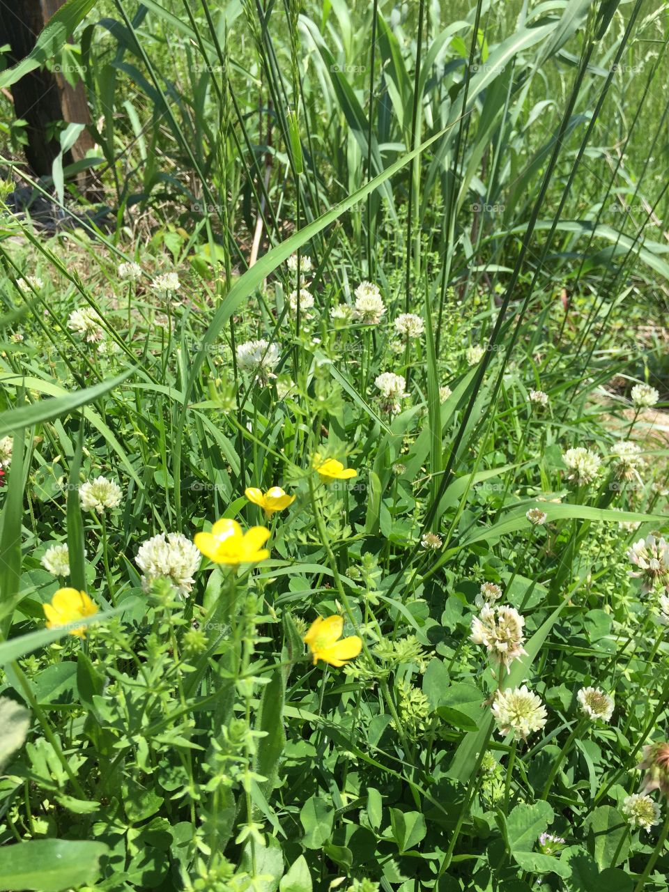 Close-up of flowering plants