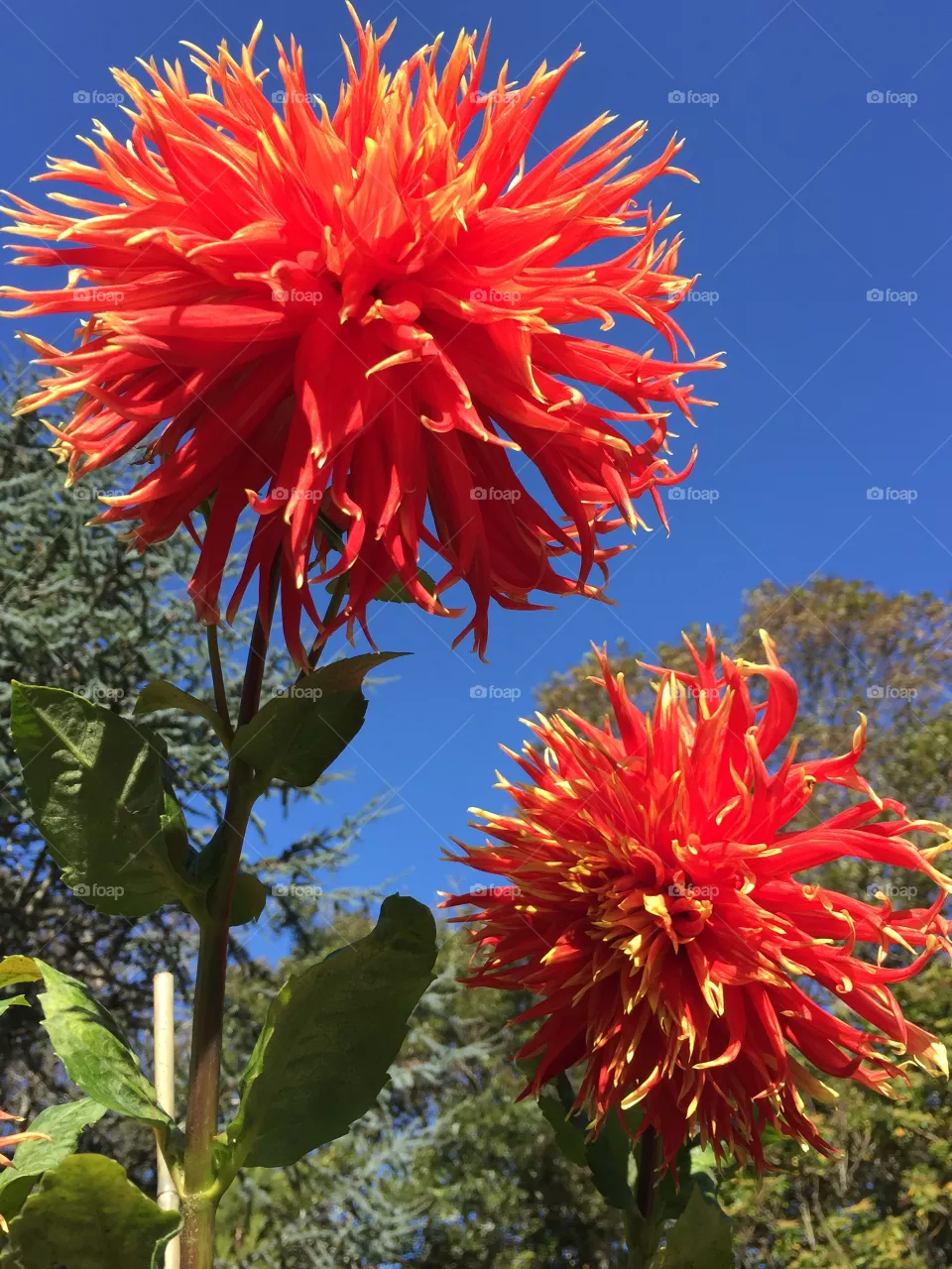 Dahlia 