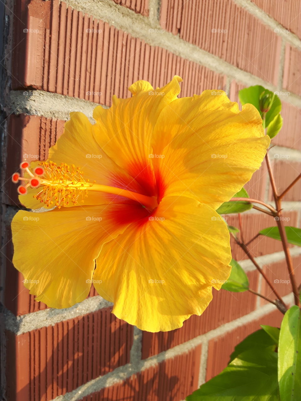 hibiscus the beauty of life