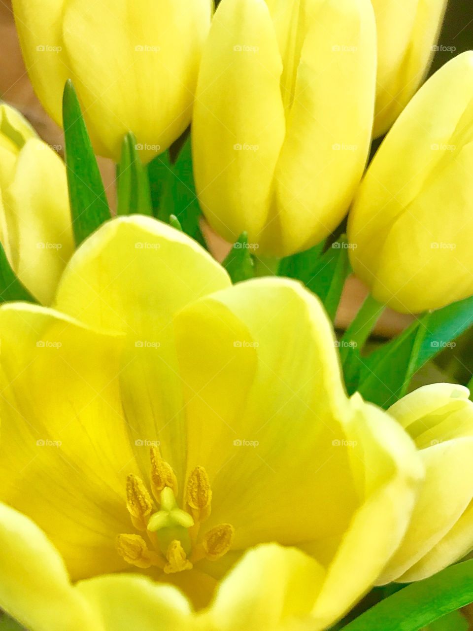 Yellow tulips 