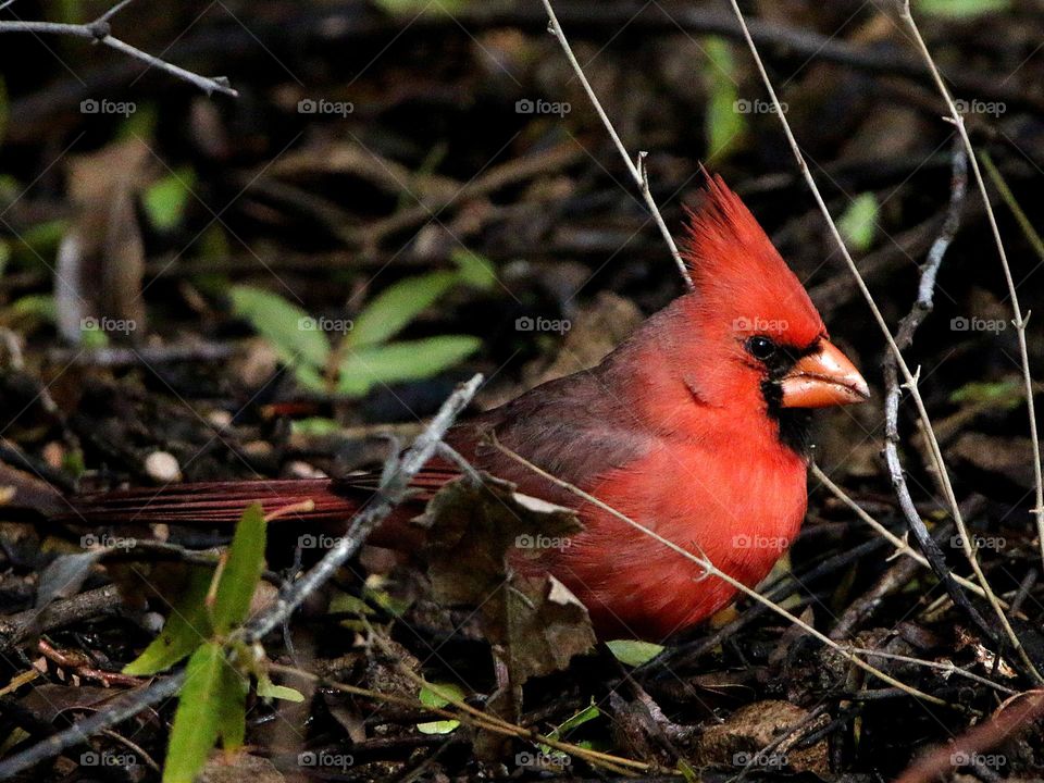 Cardinal on the Forest Floor