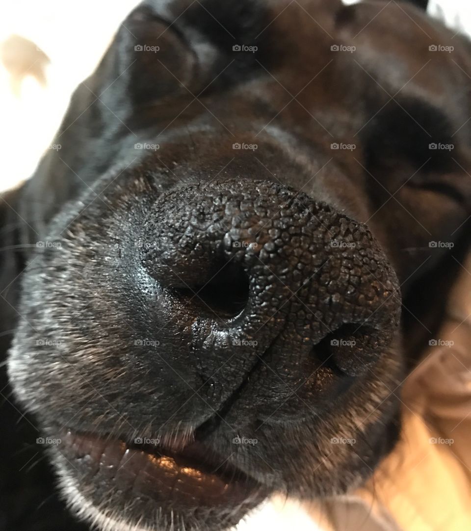 This cracks me up! I love that this is the first thing I see when I wake up each morning! It's my best friend, Dexter.