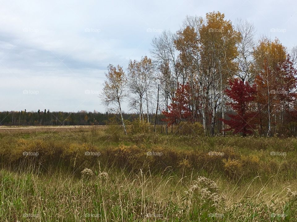 Autumn wetland