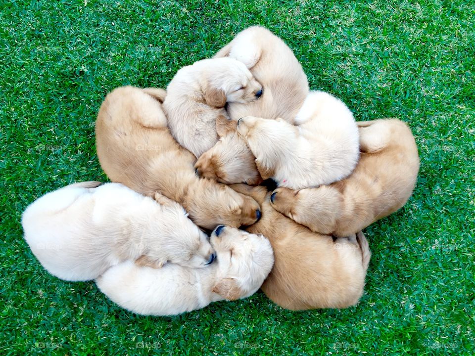 Sleepy Summertime Puppies 