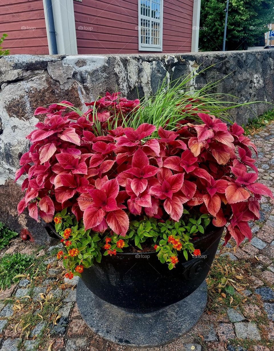 Red flowers in pot