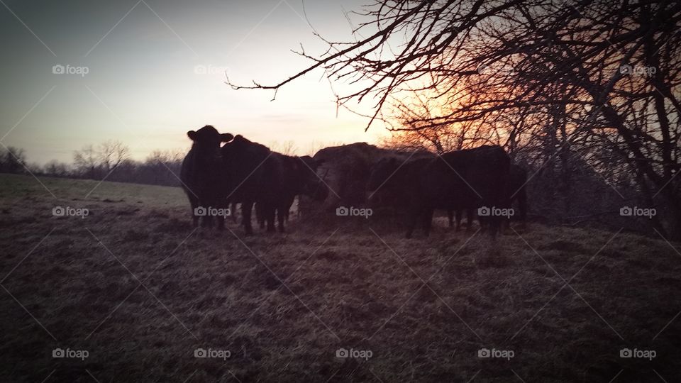 Evening Chores