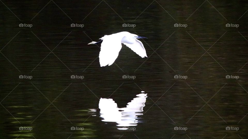 Egret in flight 