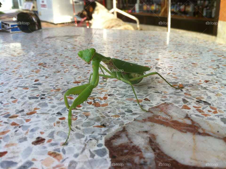 animal thailand reptiles mantis by marky1de
