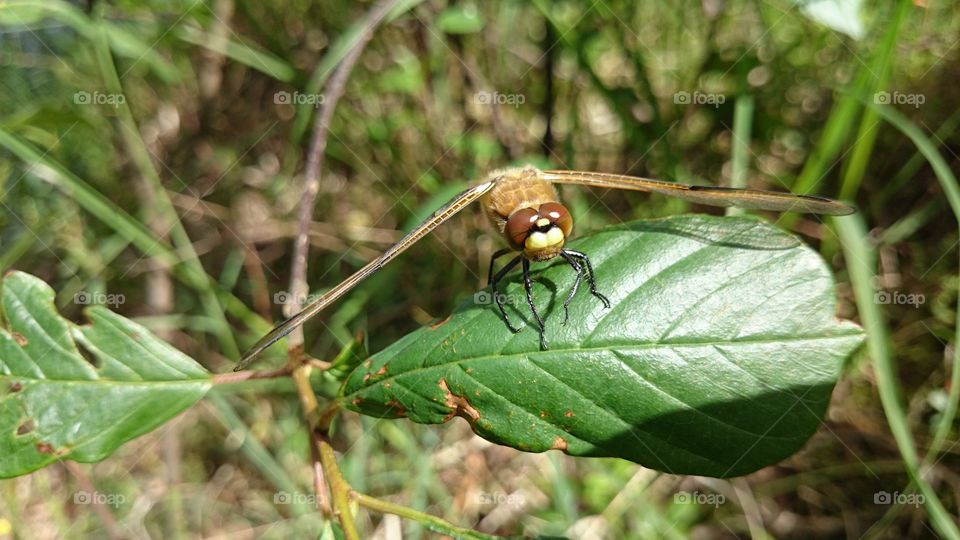 Dragonfly resting on a leaf