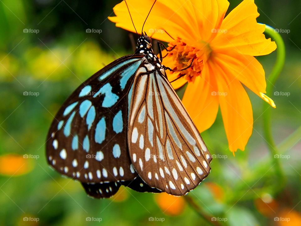 Butterfly sucking nectar